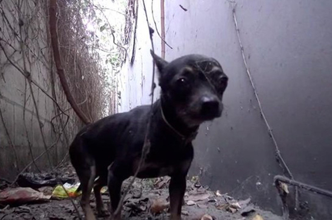 産業廃棄物まみれの劣悪環境に住むホームレス犬が救出されるまで