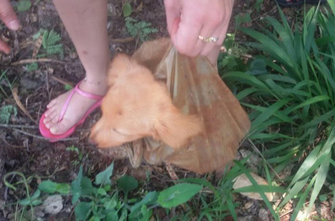 ビニール袋に入れられゴミのように崖から捨てられた犬が救出される