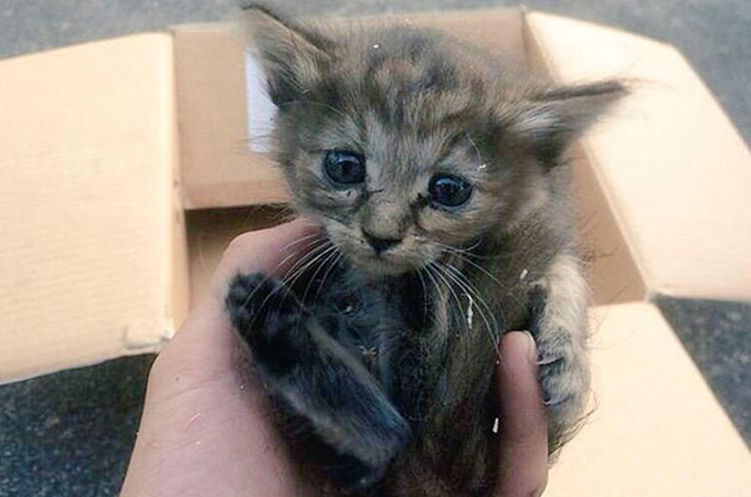 生後わずか5ヶ月で捨てられた子猫が保護されフェレットに生まれ変わる