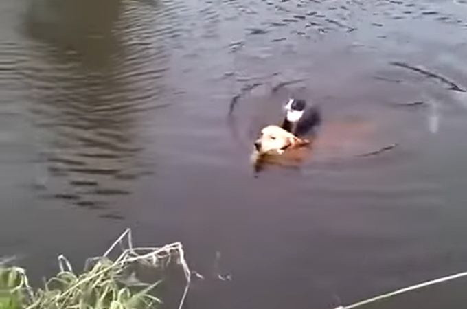 川で溺れた猫を背中に乗せて命を救った1匹の犬の勇敢な姿