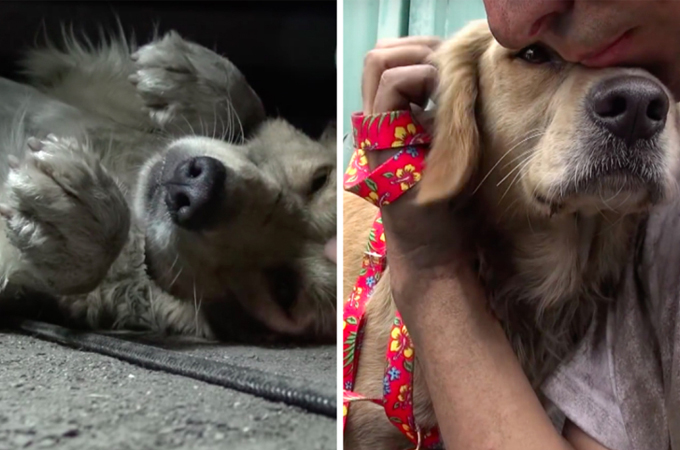 人の愛があればここまで表情は変わる！感動のホームレス犬救出映像