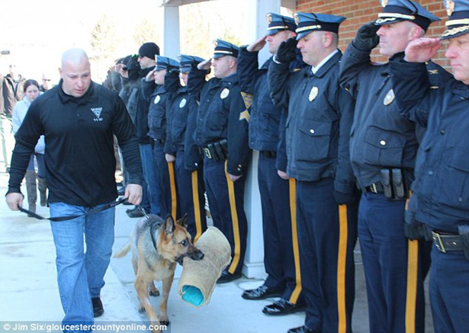 英雄元警察犬が多くの同僚に見守れる中、最後の敬礼を受け安楽死
