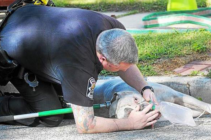 燃えさかる炎の中に取り残された犬を命がけで救出した勇敢な消防士
