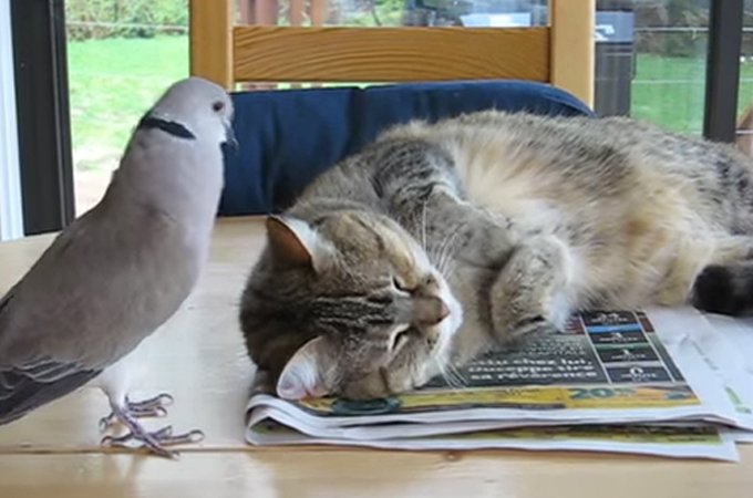 一緒に遊びたすぎて必死に猫のお昼寝の邪魔をする迷惑な鳩