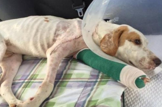 虐待を受け捨てられ、さらには車にはねられた犬が奇跡の回復