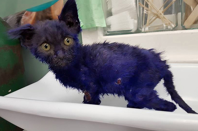 虐待により紫色に染められ身体中傷だらけで発見された子猫