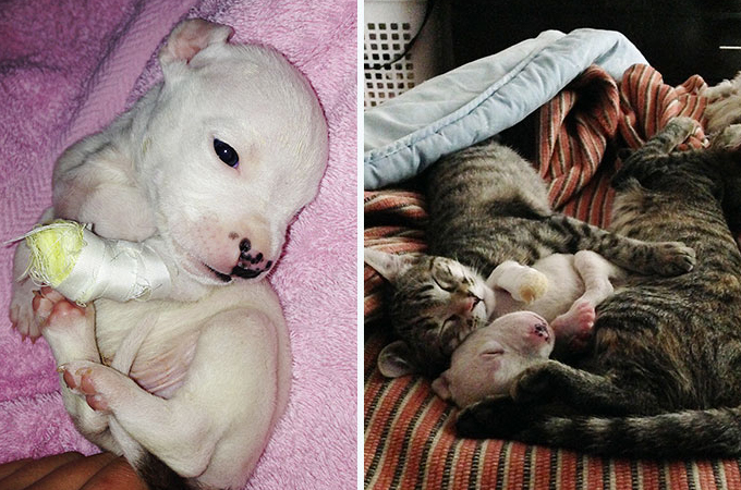 産後、母犬に足を食べられてしまった子犬を猫が救いだす