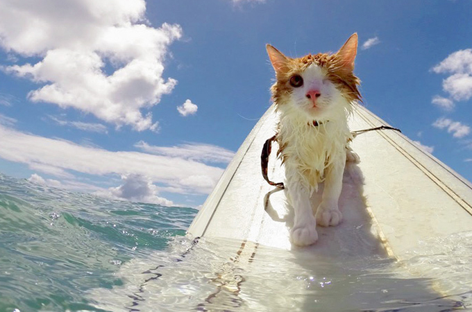 片目を失うも保護され元気になった子猫の特技はサーフィン
