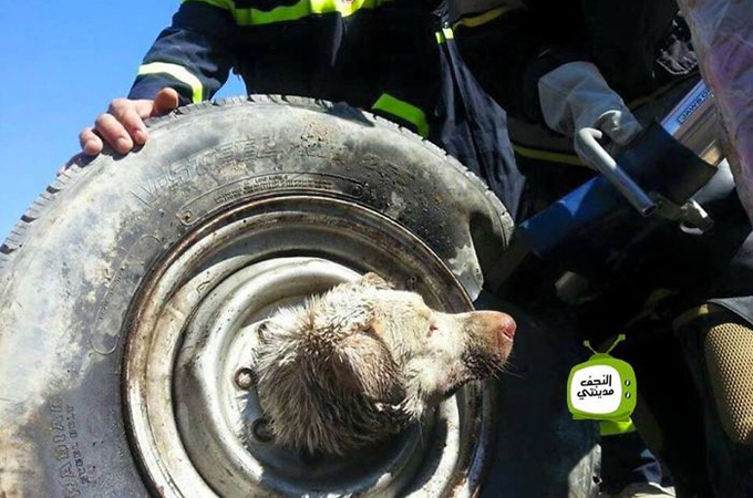タイヤから首が抜けなくなってしまった犬が発見され無事救出される