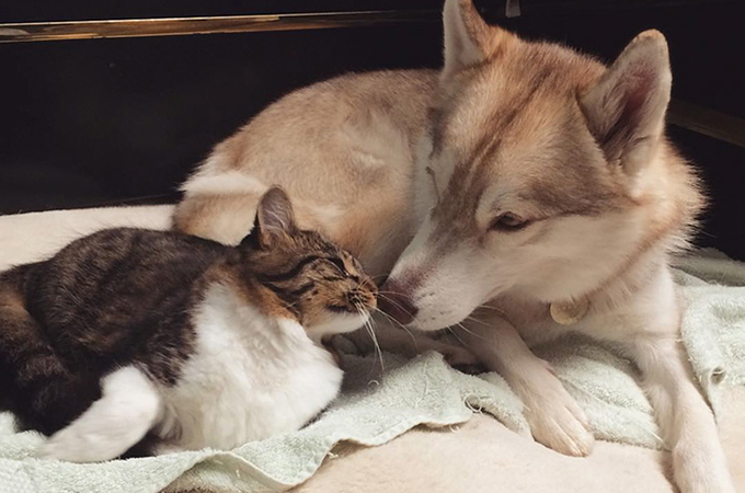 死の危機に瀕していた子猫とその猫を救ったハスキーは今でも大親友