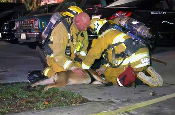 火災で死のふちをさまよっていたブルドッグを命がけで救った消防士