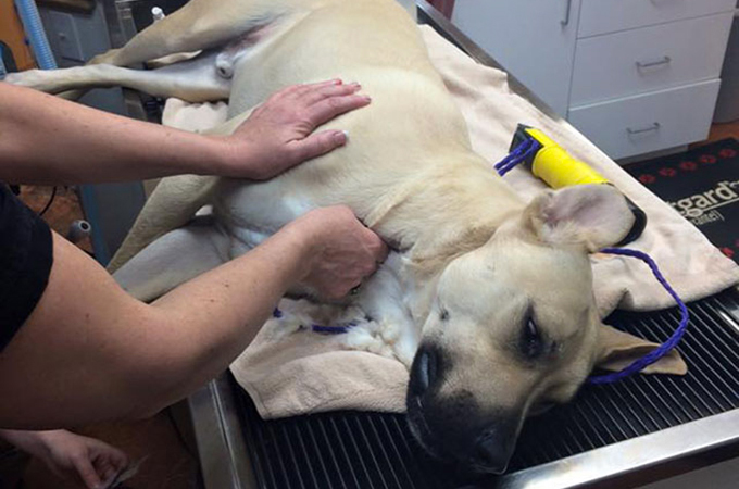 捨て犬「バークレー」、献血救助犬として多くの子犬の命を救い続ける