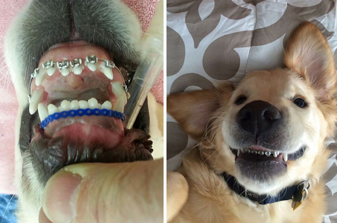 突出した歯により口を閉じれなかった犬が歯列矯正で生まれかわる