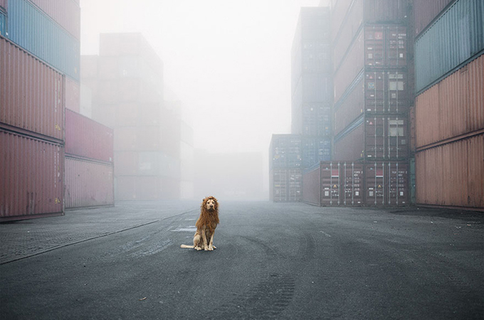 ゴミ捨て場で発見されたホームレス犬が魔法の写真で勇敢なライオンに