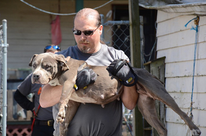 闘犬(ドッグファイト)として飼育されていた64匹の犬が救い出される