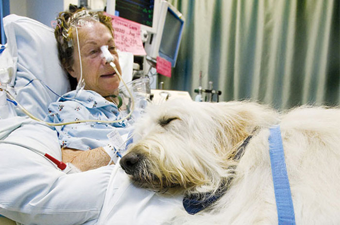 ペットが、病気で入院する飼い主さんのお見舞いが出来る病院