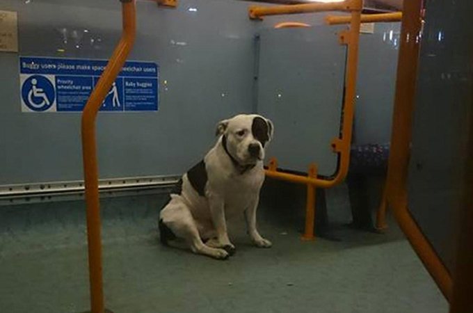 世界で最も愛する飼い主に放棄された犬がバスの中で飼い主の帰りを待つ