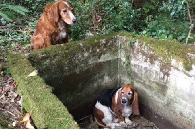 2匹の犬が行方不明に！貯水庫に落ちた1匹の犬のそばで、1週間も寄り添う犬に感動