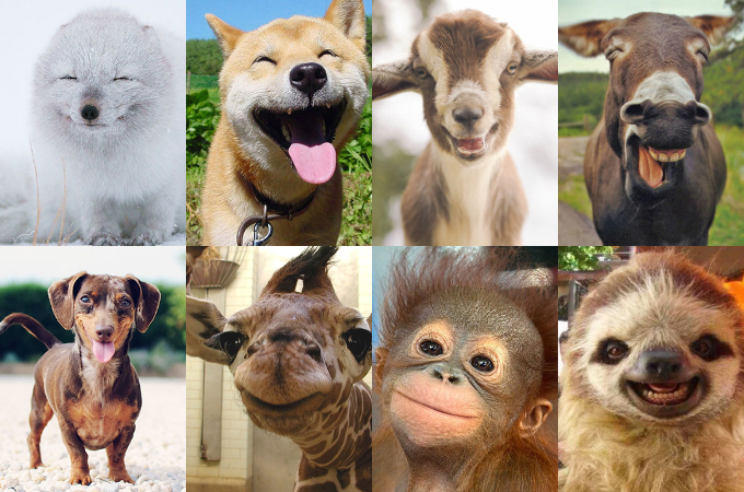 かわいい動物たちの最高の笑顔に癒されること間違いなしの画像33選