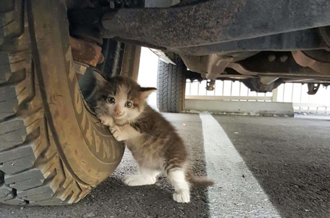 飼育放棄され怯えきった姿でトラックにしがみつく子猫が見つかる