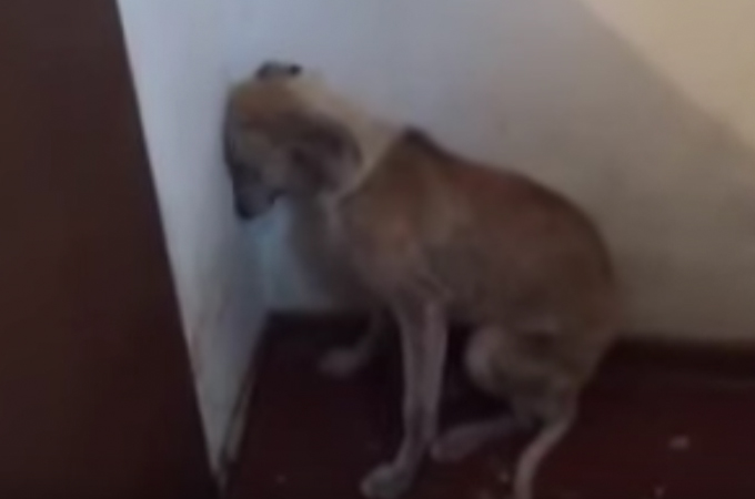 虐待により精神的に追い詰められ、壁に頭をつける1匹の犬。無事に保護され本来の姿に
