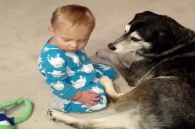 【動画】眠気と格闘する赤ちゃんとそれを見守るハスキー犬！その結末は！