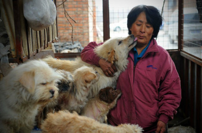 中国の伝統行事「犬肉祭」。その犬たちを救うため1人の女性のとった行動