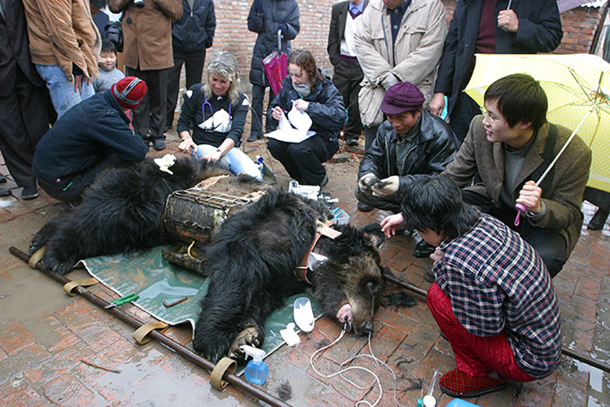 Petfun中国の熊農場で何年間も虐待的に胆汁を採取され続けたクマの悲惨な姿