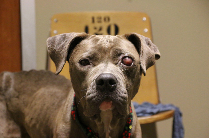 眼に腫瘍を患いひどい飢えに苦しむホームレス犬が奇跡的な回復を見せる