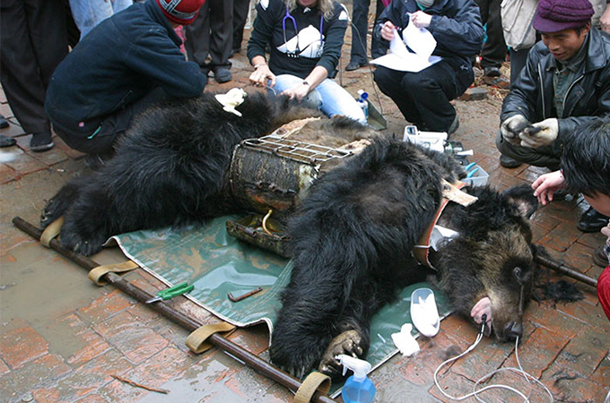 中国の熊農場で何年間も虐待的に胆汁を採取され続けたクマの悲惨な姿