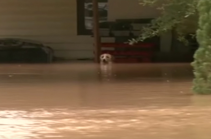 洪水の中、鎖に繋がれ身動きが取れず、取り残された1匹の犬の救出とその後
