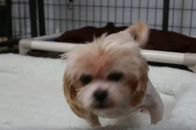 【動画】パピーミルとして9年間檻の中だった1匹の犬がふかふかのベッドを体験