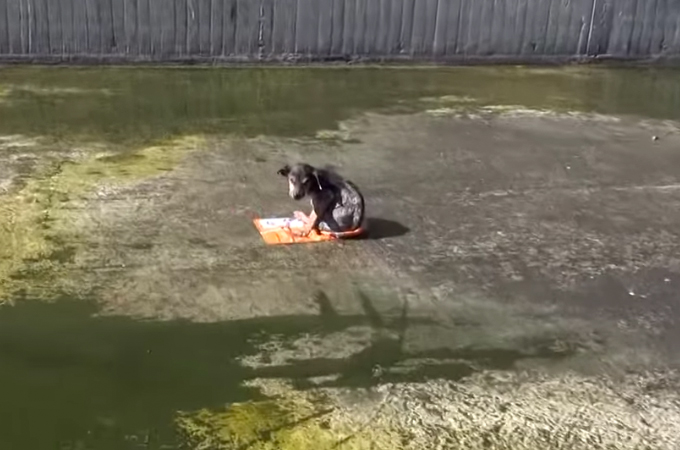 ひどい虐待をうけ、10mもの高さから川へ捨てられた子犬が救出される