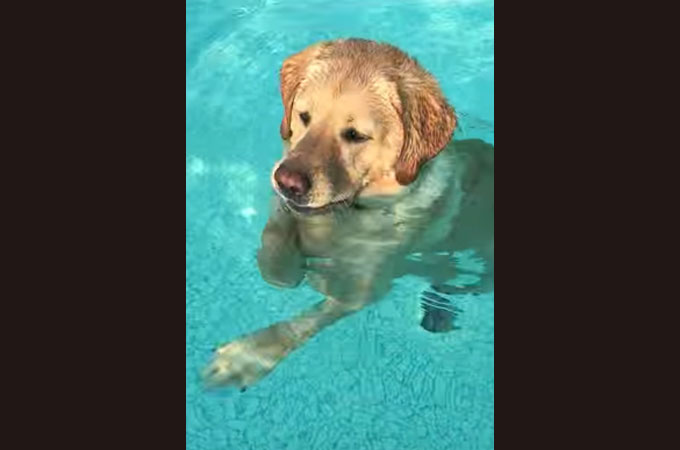 【動画】プールを楽しげに泳ぐ1匹のワンコ。そのプールが浅かったとわかった瞬間！