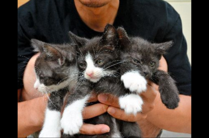 子猫3匹、神社に置き去り　NGOが警察に告発　「命軽視している」