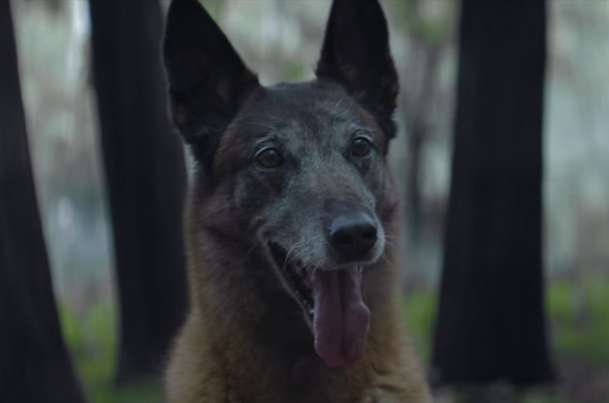 捨てた犬に命を助けてもらった男性。動物愛護団体によって作られた動画に胸が締め付けられる