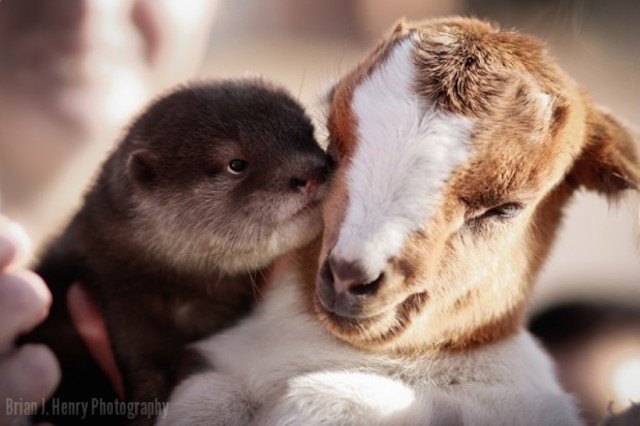 異なる種の友情は存在する！そう思わせてくれる動物たちの画像25選 Petfun 動物やペットに関する情報サイト