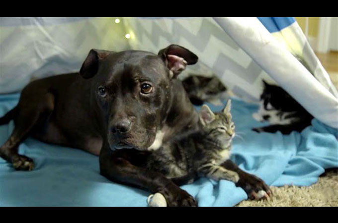 闘犬と言う動物虐待の場から救出された犬は今子猫を抱きしめる