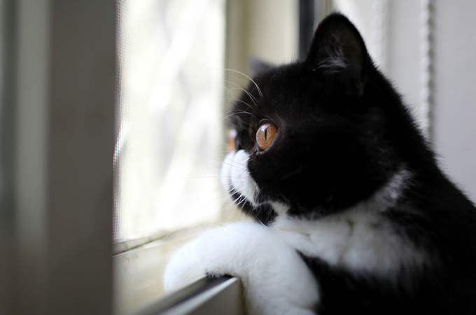 【画像】何を見ているの？窓際で外を眺める猫画像30選