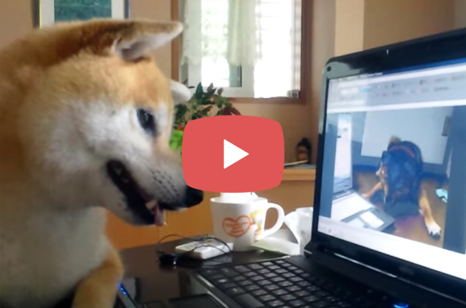 【動画】パソコンから聞こえる声に反応し、辺りを捜索する柴犬