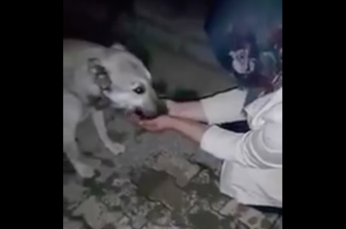 人間を警戒する野良犬に自らの手で水を与えた女性。そして野良犬のとった行動とは