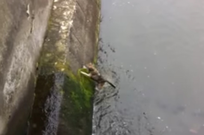 「助けてくれてありがとう！」冷たい川から上がれず鳴いていた犬を助けた男性の動画