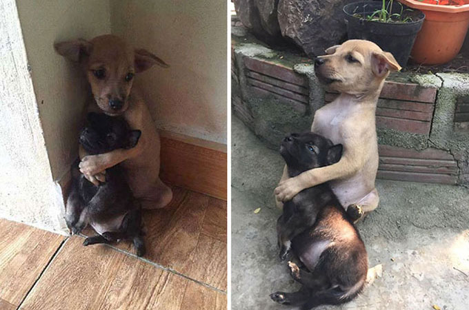 お互い支え合い生活してきた2匹のホームレス犬が保護され抱き合う