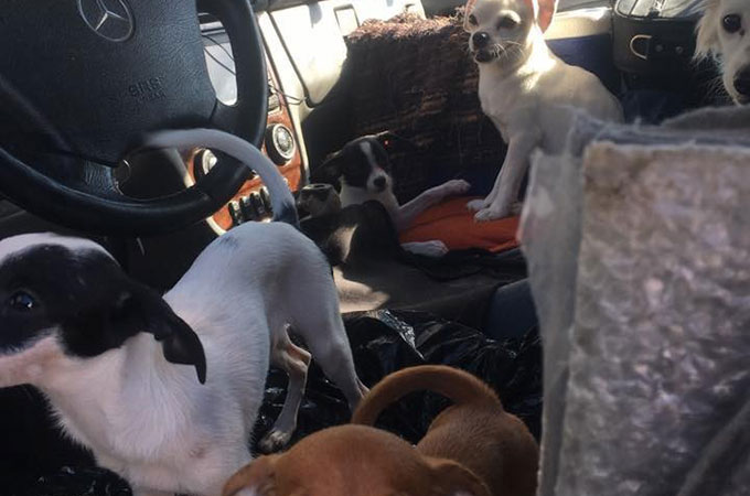 真夏の熱せられた狭い車の中で生活をする22匹の犬たちが保護される