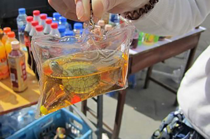 中国で発見された生きたままプラスチックキーホルダーにされた動物たち