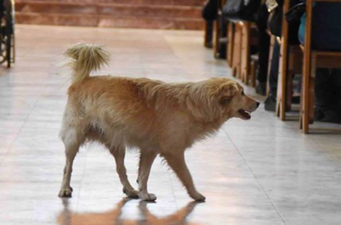 ペット同伴禁止の協会に侵入してきた1匹の犬。神父がその犬を追い出さなかった理由とは