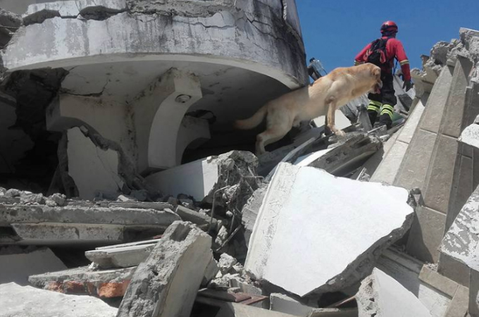 エクアドル地震で生き埋めになった7人を救った救助犬のダイコ。突然命を落とした原因とは