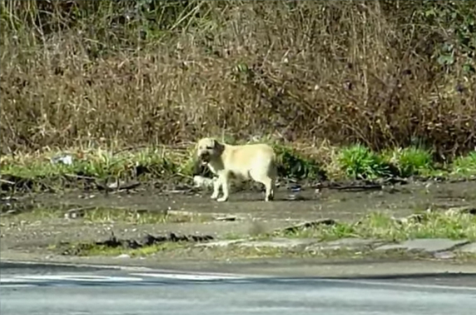 車通りが激しい道路をうろうろする子犬。保護団体によって無事に保護される