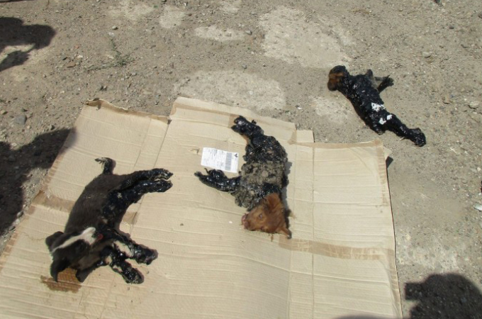ルーマニアで発見されたタールまみれにされた子犬たち。男性の懸命な救出によって無事に助かる