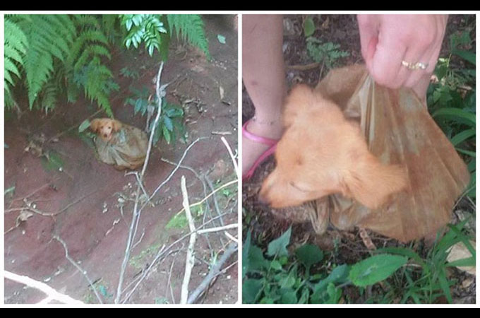 峡谷でビニール袋に入れられゴミのように捨てられた子犬が見つかる